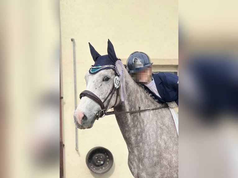 Holstein Castrone 7 Anni 168 cm Grigio pezzato in Regenstauf