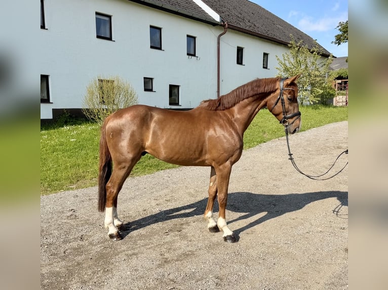 Holstein Castrone 7 Anni 168 cm Sauro in Pelmberg