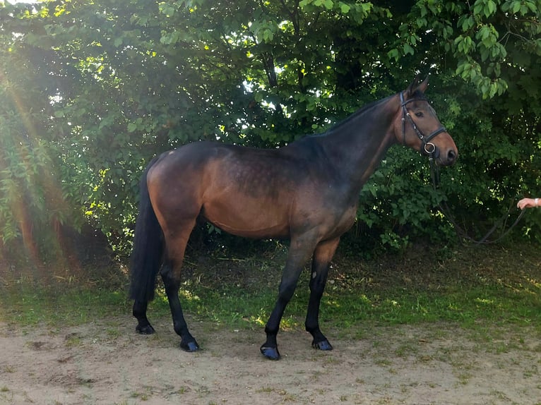Holstein Castrone 7 Anni 169 cm Baio scuro in Nehms