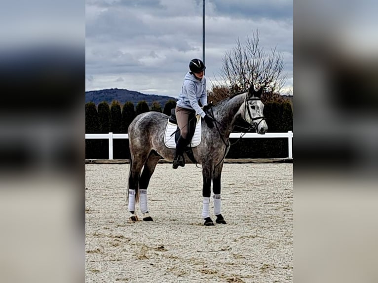 Holstein Castrone 7 Anni 170 cm Leardo in Birr