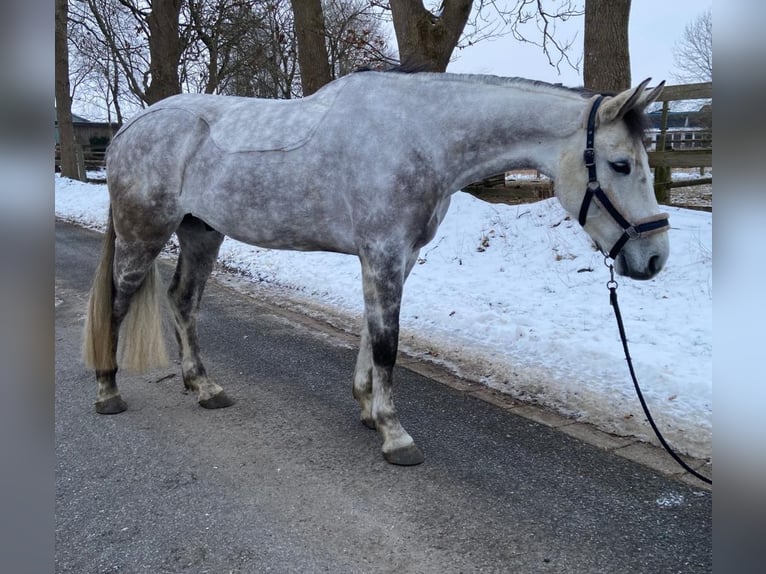 Holstein Castrone 7 Anni 175 cm Grigio pezzato in Krumstedt