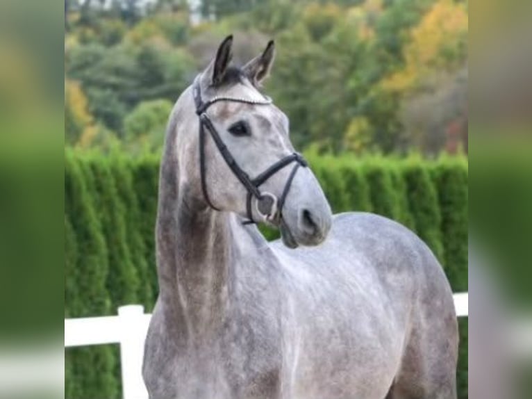 Holstein Castrone 7 Anni 175 cm Leardo in Birr