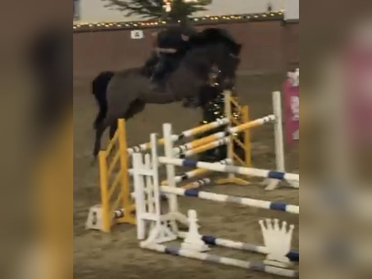 Holstein Castrone 7 Anni Baio in Bottrop