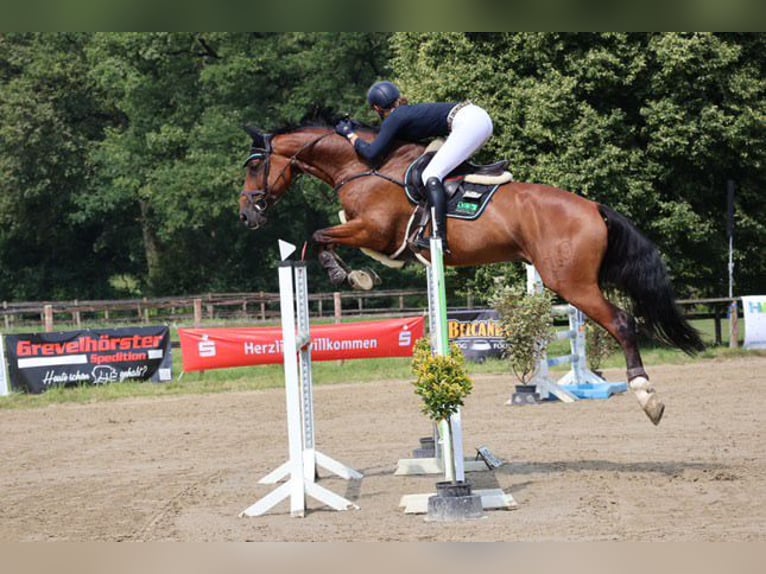 Holstein Castrone 7 Anni Baio in Wächtersbach