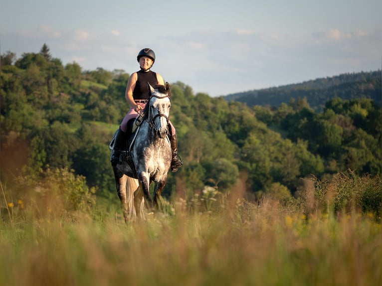 Holstein Castrone 8 Anni 160 cm Grigio in Backnang
