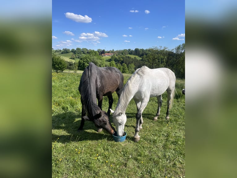 Holstein Castrone 8 Anni 160 cm Grigio in Backnang