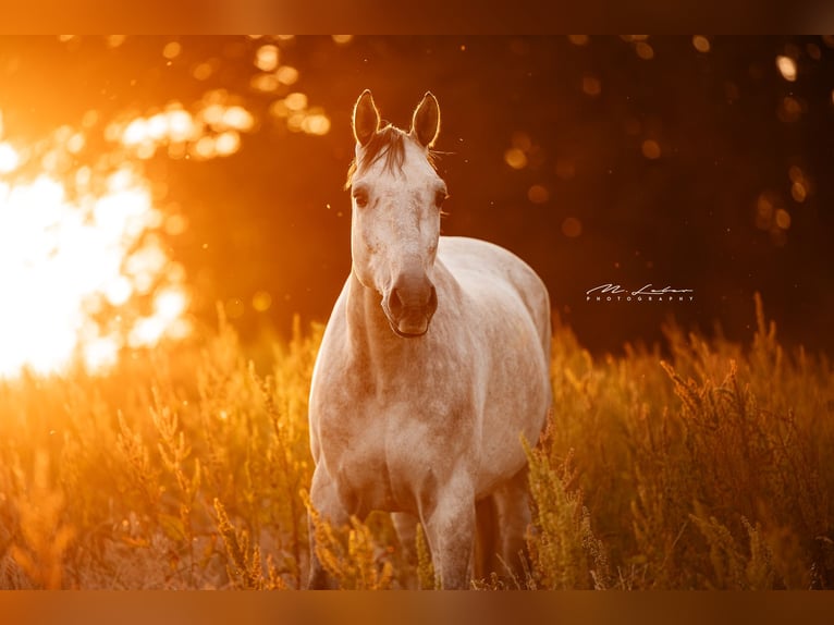 Holstein Castrone 8 Anni 168 cm Grigio in Lonnig