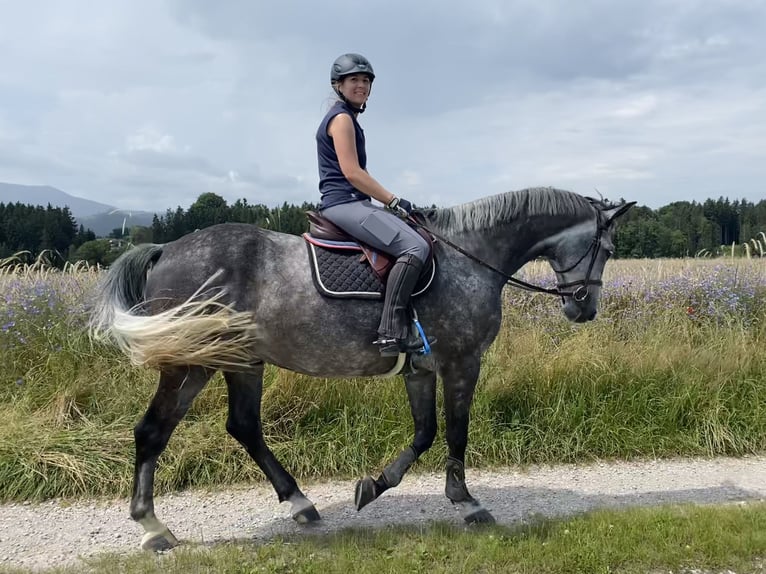 Holstein Castrone 8 Anni 170 cm Grigio pezzato in Inzell