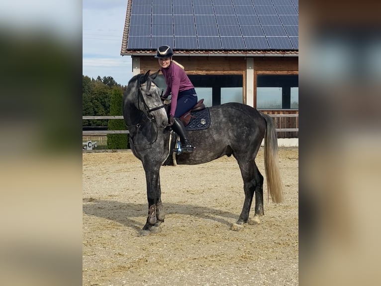 Holstein Castrone 8 Anni 170 cm Grigio pezzato in Inzell