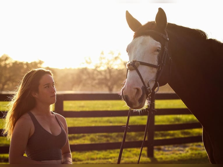 Holstein Castrone 8 Anni 170 cm Tobiano-tutti i colori in Barcelona