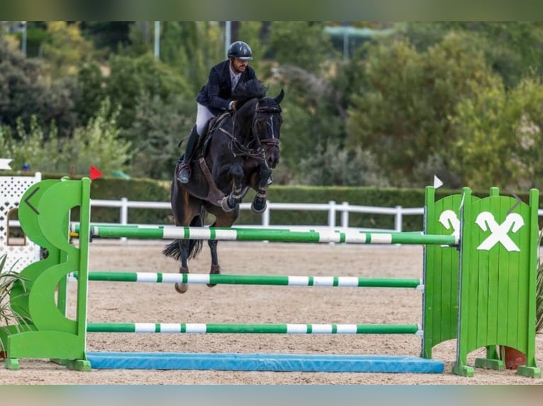 Holstein Castrone 8 Anni 171 cm  in Madrid