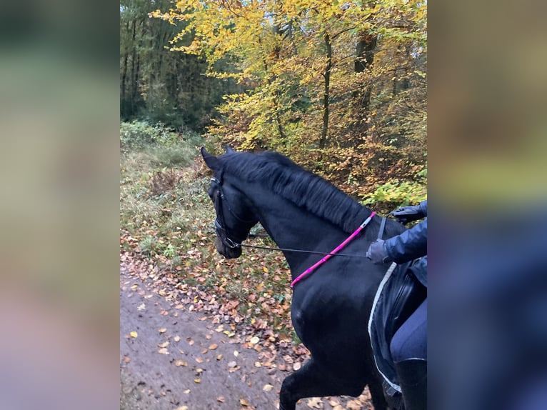 Holstein Castrone 8 Anni 176 cm Baio nero in Retschow