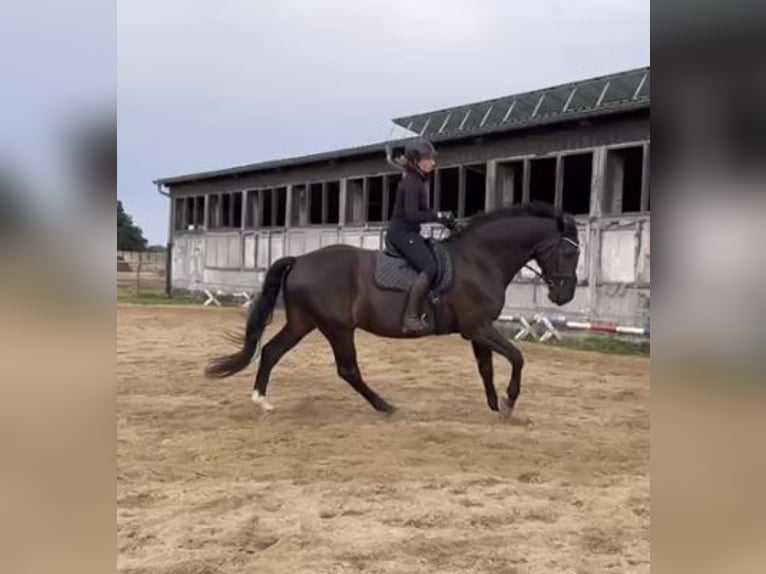 Holstein Castrone 8 Anni 176 cm Baio nero in Retschow