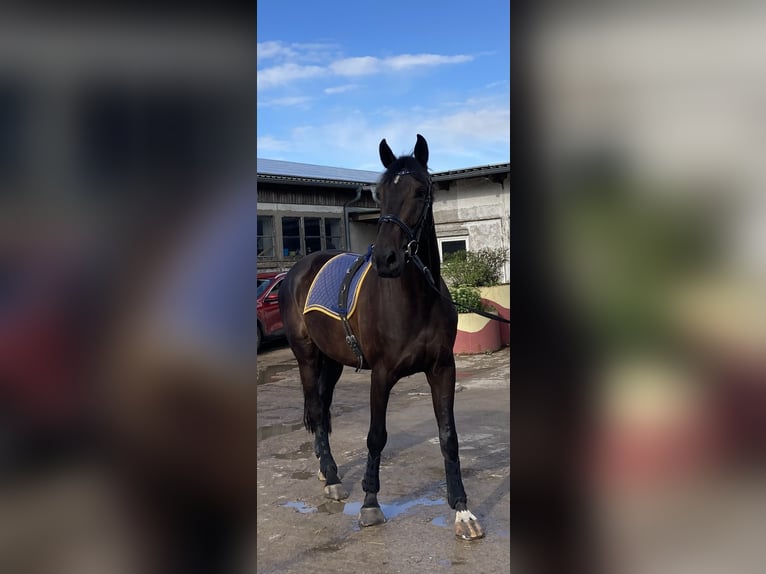 Holstein Castrone 8 Anni 176 cm Baio nero in Retschow