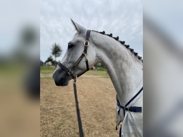 Holstein Castrone 8 Anni 178 cm Grigio in BüttelbornBüttelborn