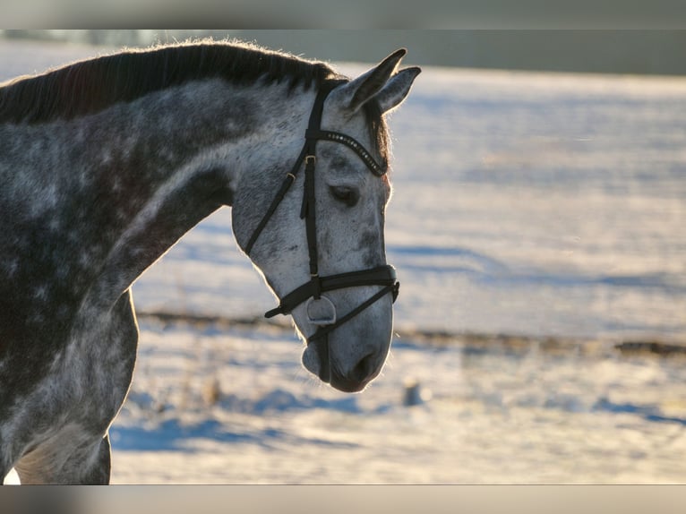 Holstein Castrone 8 Anni 178 cm Grigio pezzato in Balve