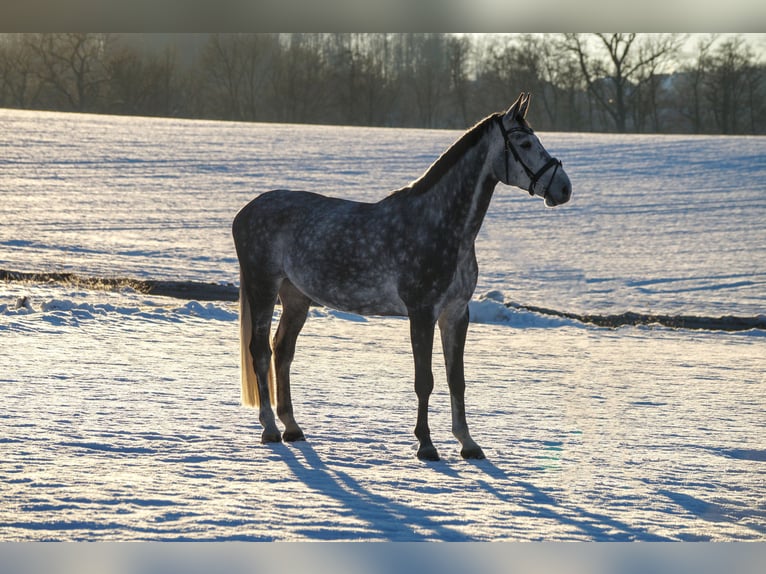 Holstein Castrone 8 Anni 178 cm Grigio pezzato in Balve