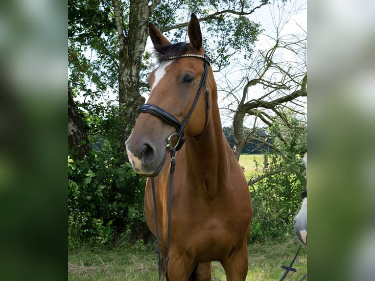 Holstein Castrone 8 Anni 182 cm Baio in Bimöhlen