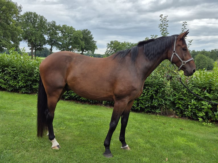 Holstein Castrone 8 Anni 183 cm Baio in Badbergen