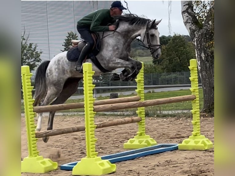 Holstein Castrone 9 Anni 164 cm Grigio in Fürth