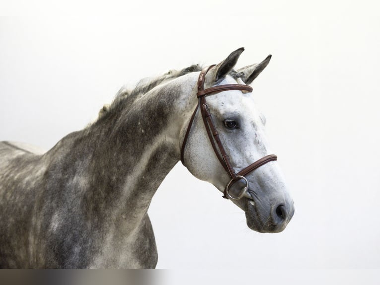 Holstein Castrone 9 Anni 164 cm Grigio in Waddinxveen Holstein Castrone 9 Anni 164 cm Grigio in Waddinxveen