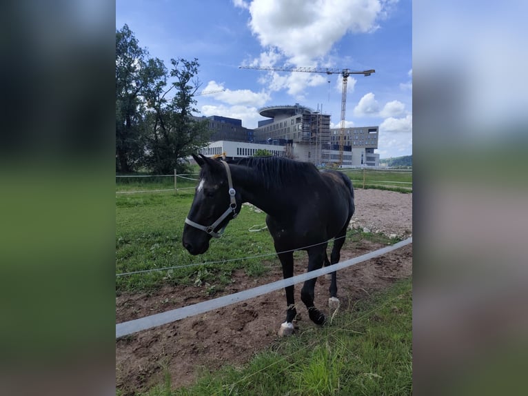 Holstein Castrone 9 Anni 167 cm Baio nero in L&#xF6;rrach