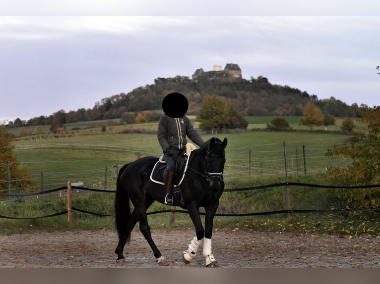 Holstein Castrone 9 Anni 168 cm Baio nero in Otzberg