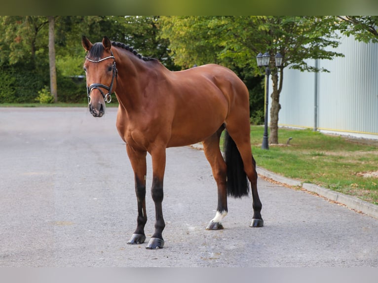 Holstein Castrone 9 Anni 173 cm Baio in Schwäbisch Hall