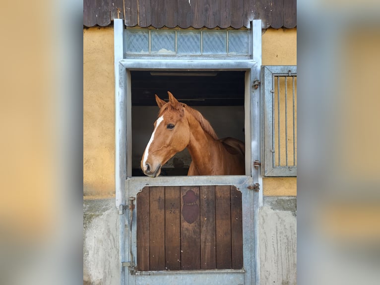 Holstein Castrone 9 Anni 173 cm Sauro in Rheinbach
