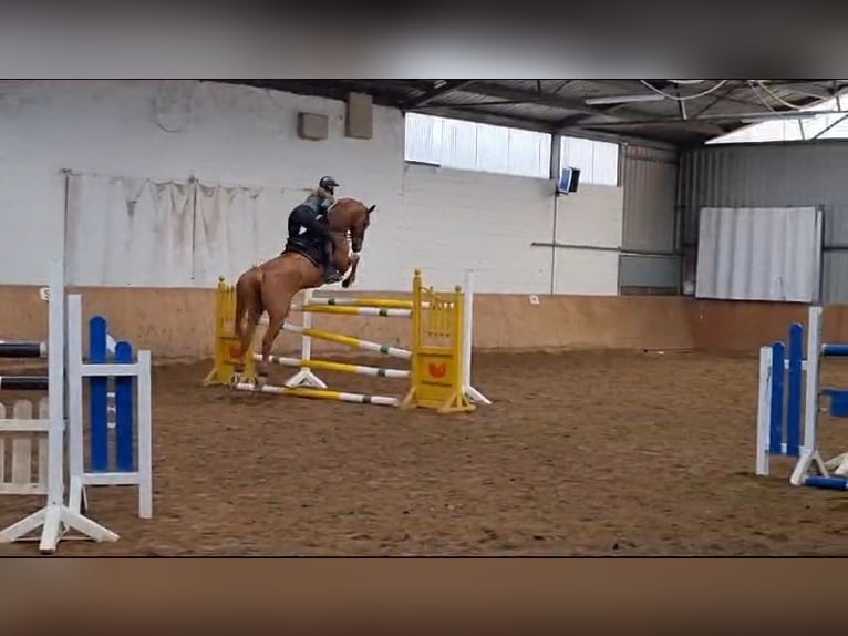 Holstein Castrone 9 Anni 173 cm Sauro in Rheinbach