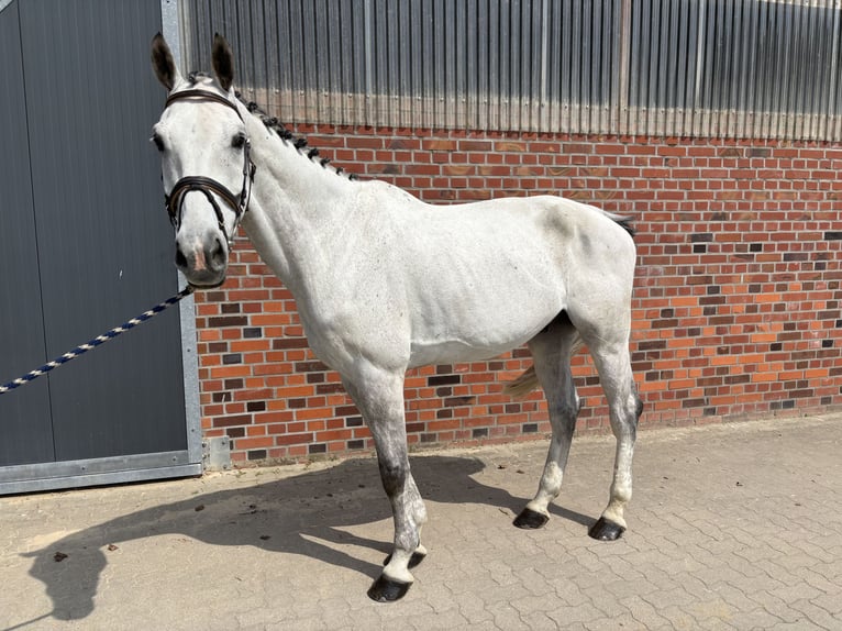 Holstein Castrone 9 Anni 174 cm Grigio in Velen