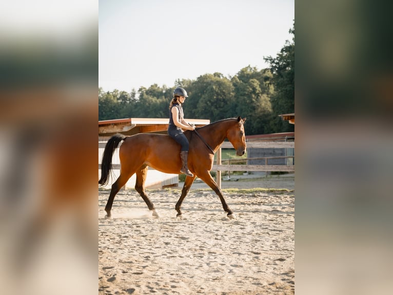 Holstein Castrone 9 Anni 175 cm Baio in Höhenkirchen-Siegertsbrunn