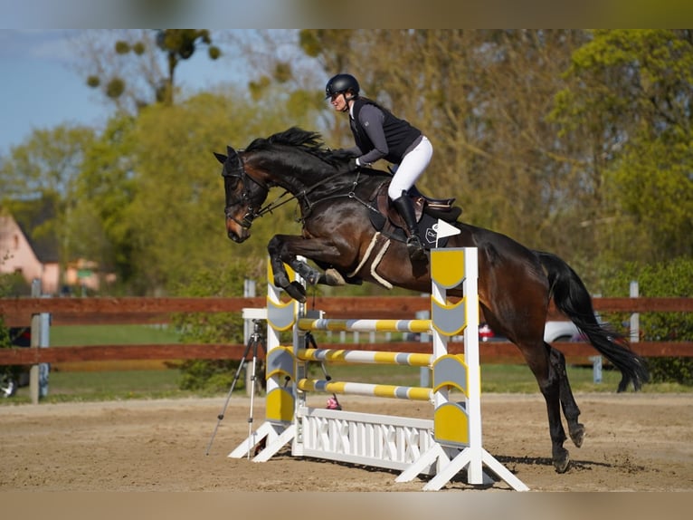Holstein Castrone 9 Anni 175 cm Baio nero in Hohen Wangelin OT Cramon