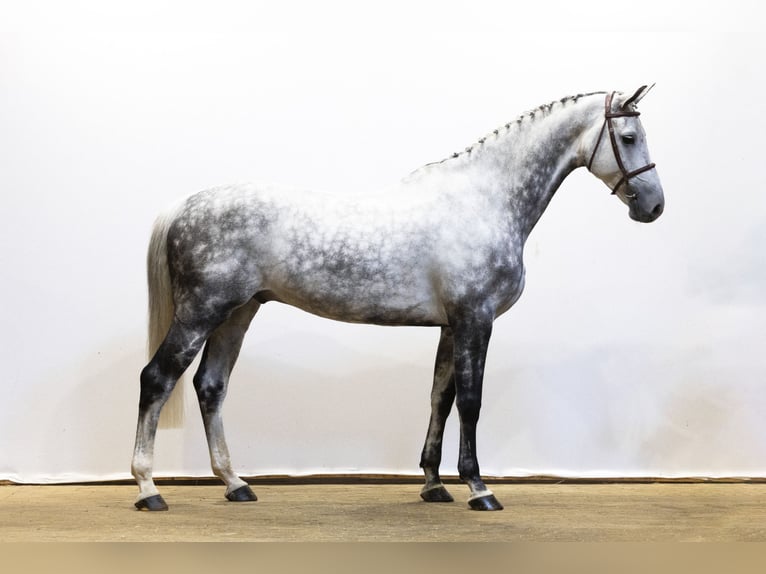 Holstein Castrone 9 Anni 175 cm Grigio in Waddinxveen