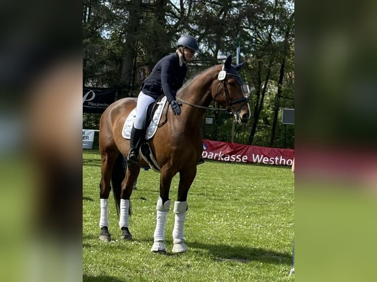 Holstein Castrone 9 Anni 176 cm Baio in B&#xFC;sumer Deichhausen