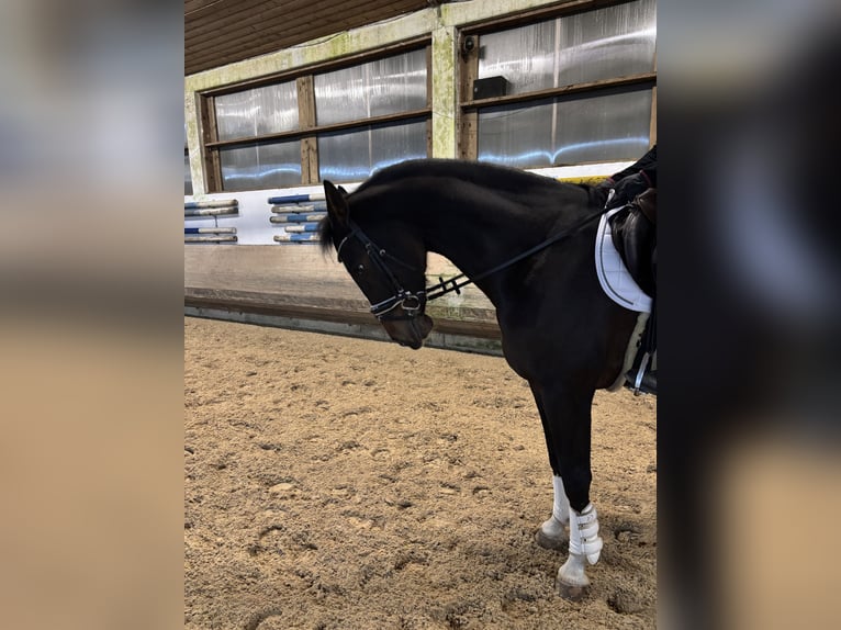 Holstein Castrone 9 Anni 176 cm Baio in Neufahrn bei Freising