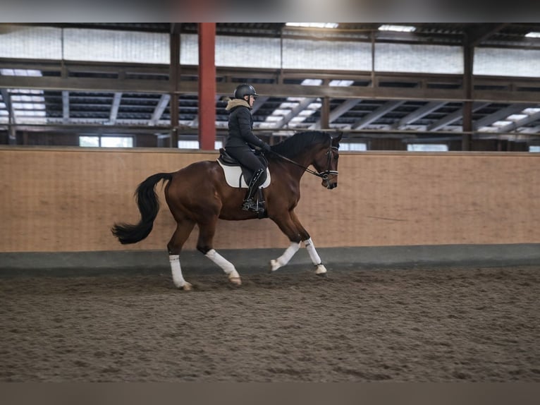 Holstein Castrone 9 Anni 179 cm Baio scuro in Hohenfelde
