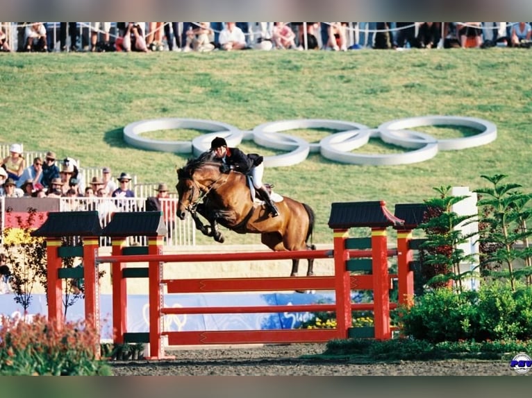 Holstein Sconosciuto Embrione  in GROTE-BROGEL