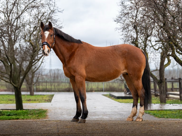 Holstein Sconosciuto Embrione  in GROTE-BROGEL