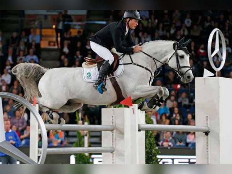 Holstein Sconosciuto Embrione  in Kaulille