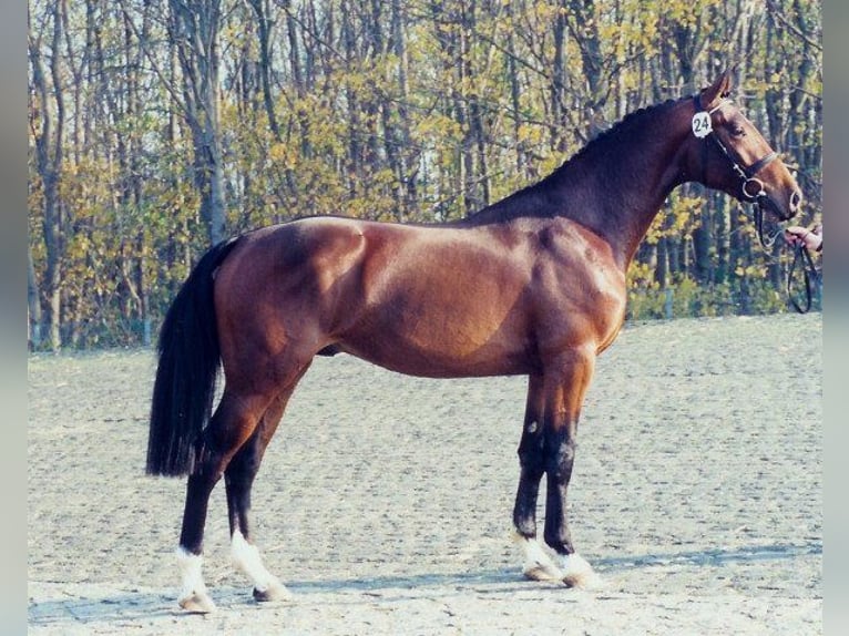 Holstein Unknown Embryo  in Kaulille