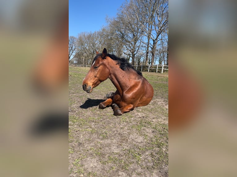 Holstein Mix Gelding 10 years 15.3 hh Brown in Hochdonn