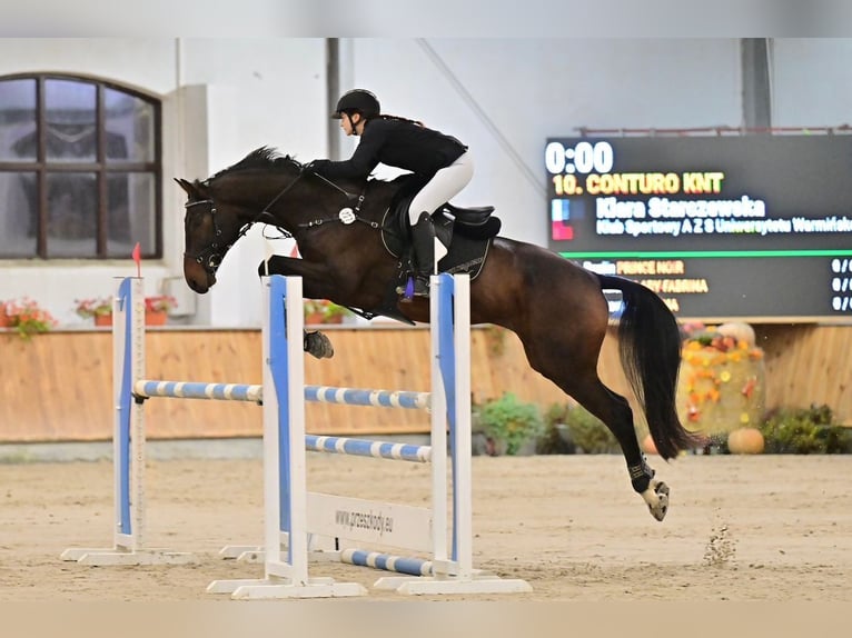 Holstein Gelding 10 years 16.1 hh Bay-Dark in Olsztyn