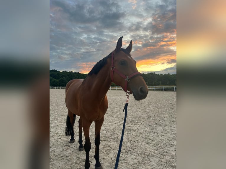 Holstein Gelding 10 years 16,1 hh Brown in Zaręby