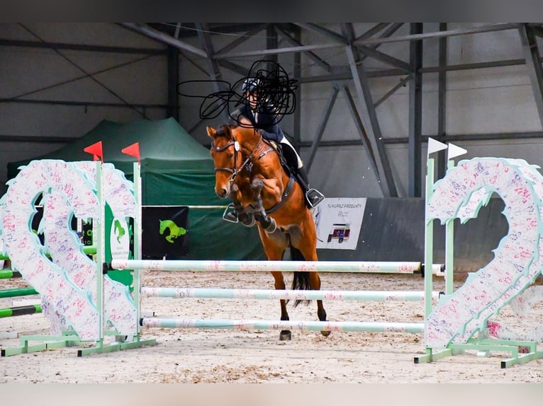 Holstein Gelding 10 years 16,1 hh Brown in Zaręby