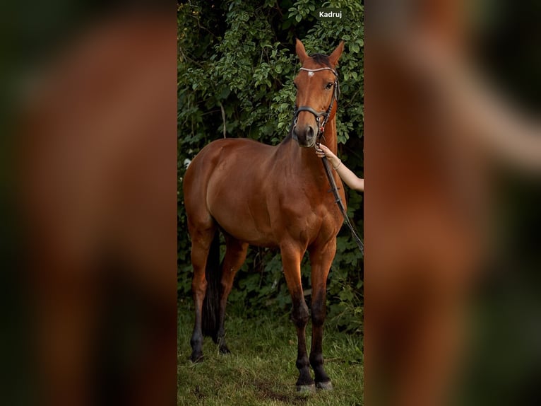 Holstein Gelding 10 years 16,1 hh Brown in Zaręby