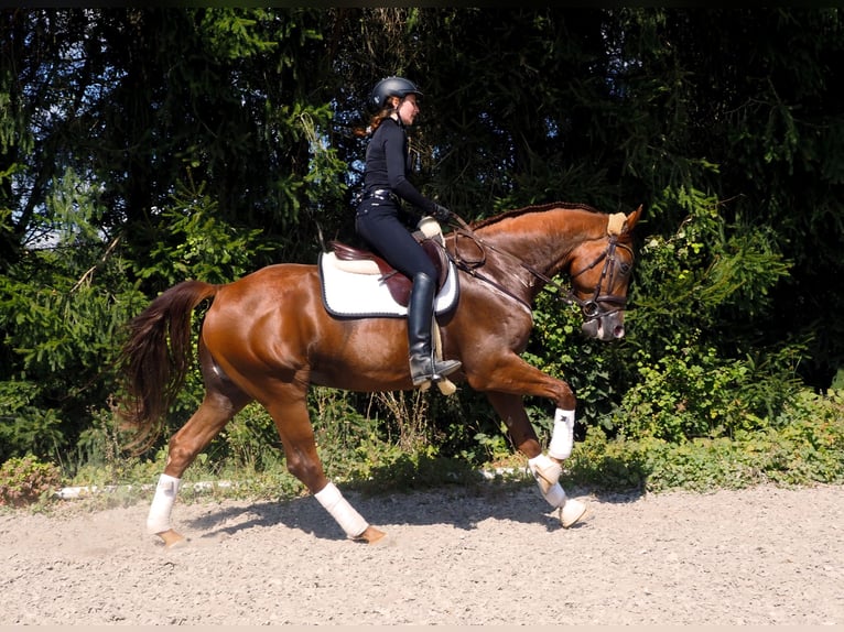 Holstein Gelding 10 years 16.1 hh Chestnut-Red in Zirndorf