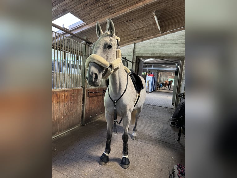 Holstein Gelding 10 years 16,1 hh Gray-Fleabitten in Hamburg