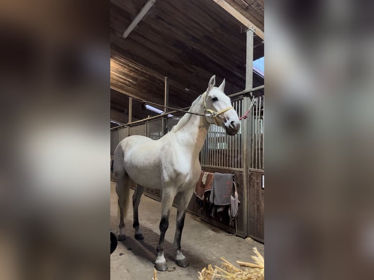 Holstein Gelding 10 years 16,1 hh Gray-Fleabitten in Hamburg