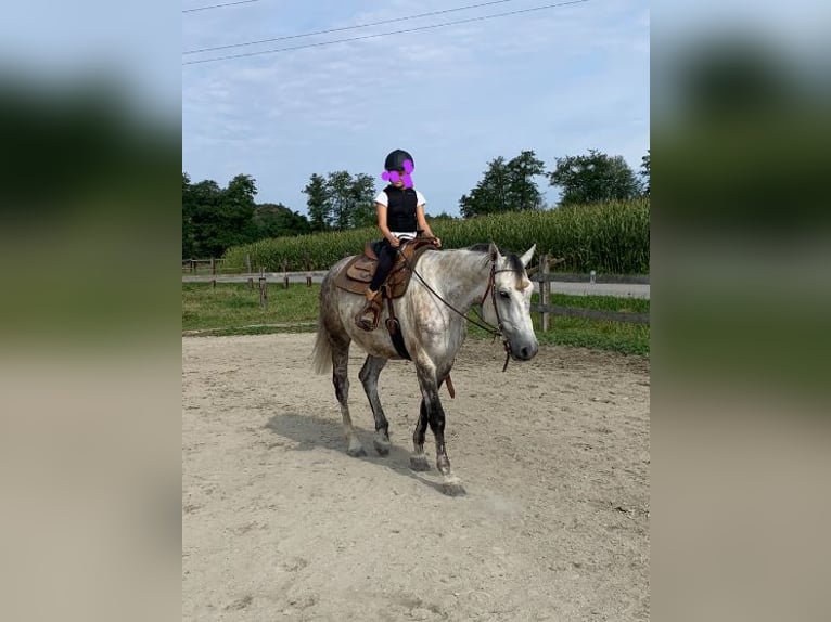 Holstein Gelding 10 years 16,1 hh White in Fürstenfeld